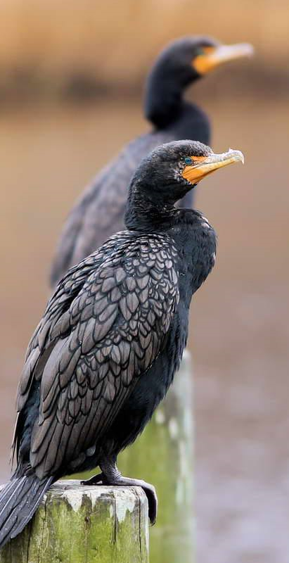 Double crested cormorant 006