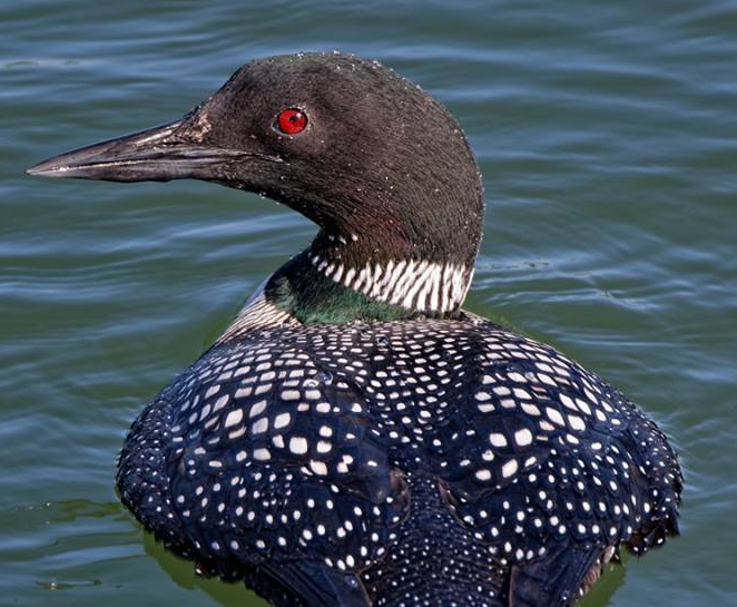 Common Loon 002