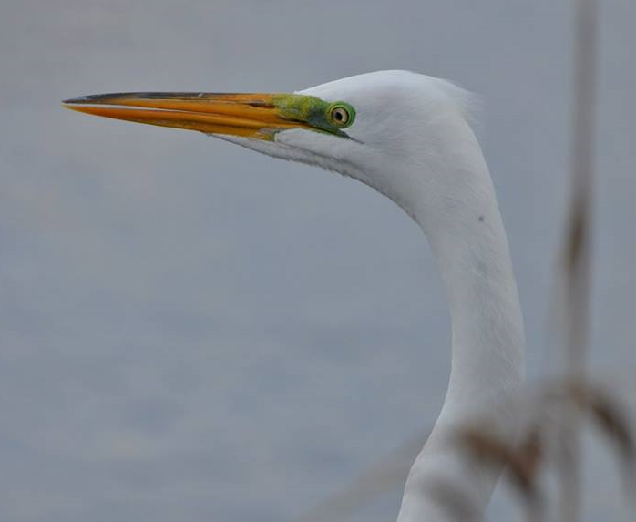 Greater Egret 001