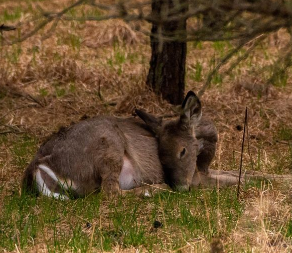 White tail deer 016