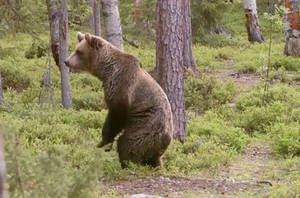 Brown Bear