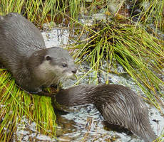 RIver Otters