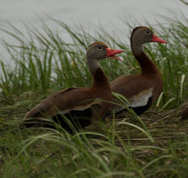 Black Bellies Whistle Ducks 2