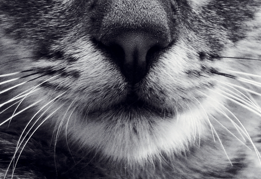 whiskers