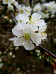 Sakura (latvian version)