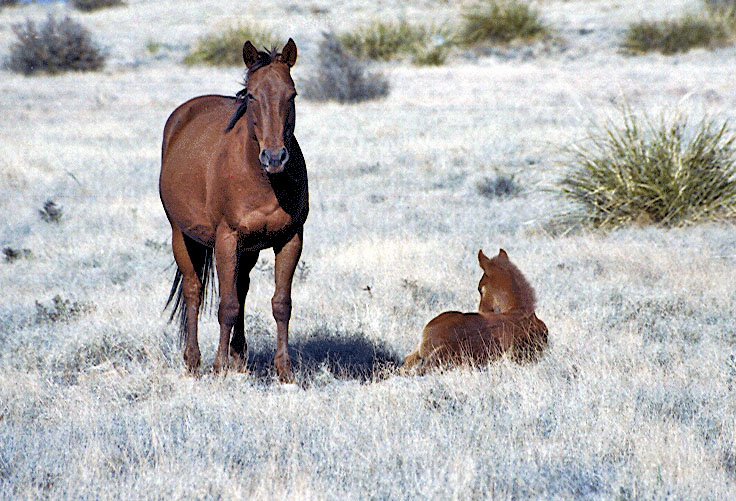 Horses