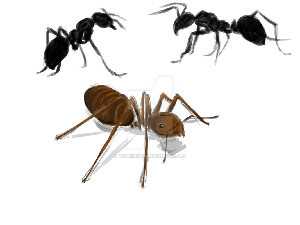 Ant Deviantart Ant by TheMeerifreak on DeviantArt