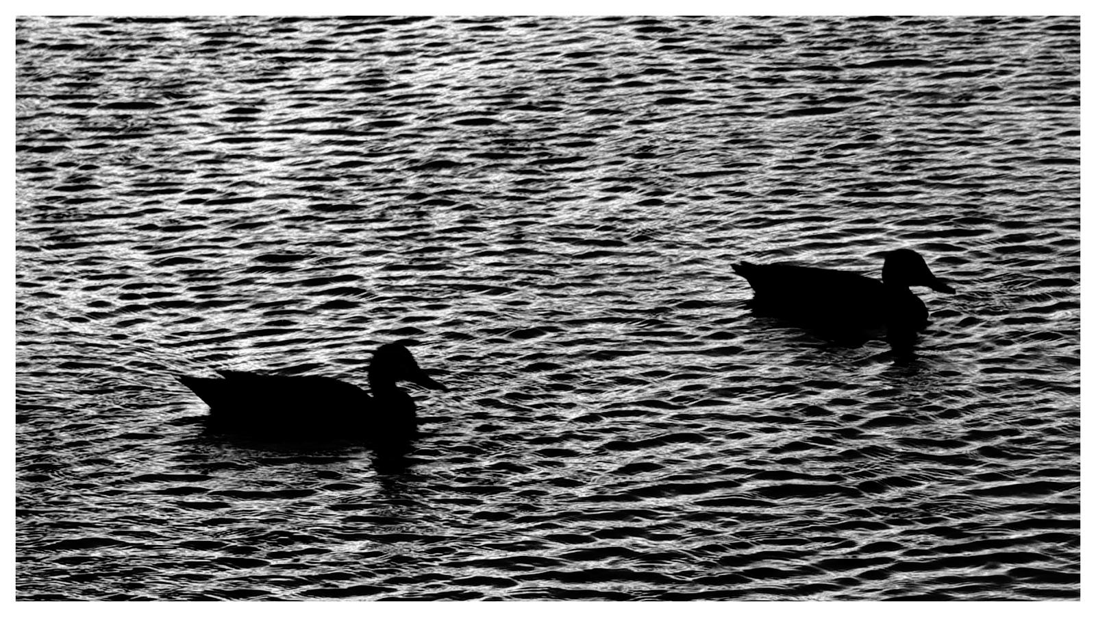 Shadow ducks by Declara on DeviantArt