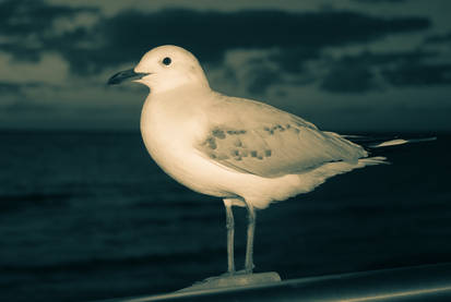 Gull