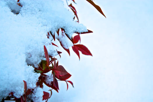 Red leaves on white snow two..