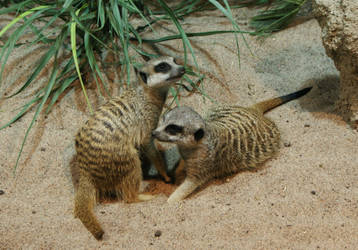 Meerkats 0.2