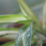 Macro : Spider-plant