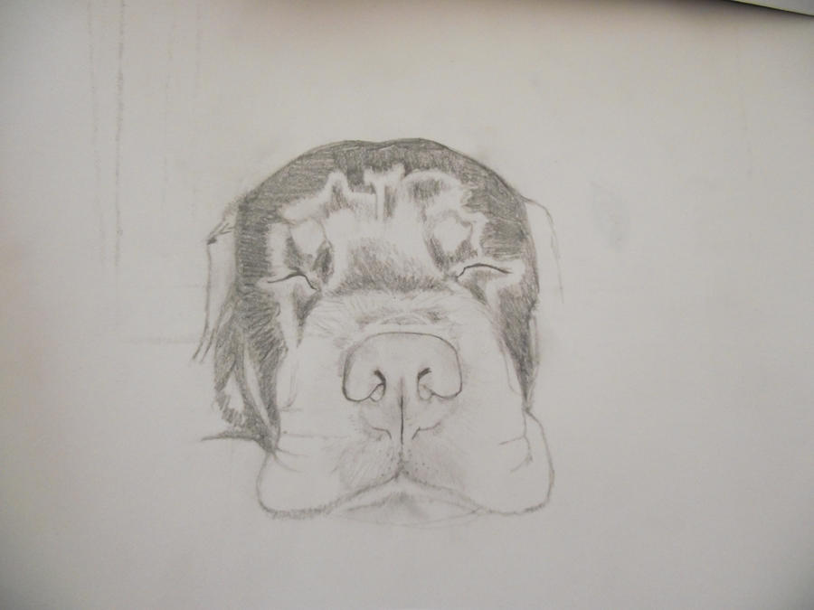 Dotwork Rottweiler rottweiler work in progress by smoneyfoo on DeviantArt