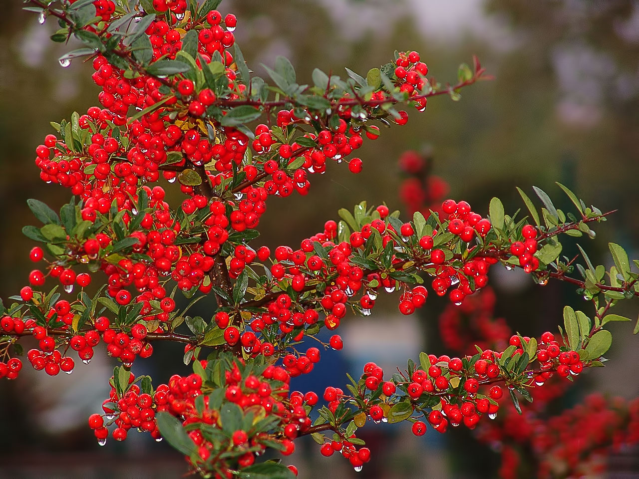 kusburnu - rosehip by serkanavcioglu on DeviantArt