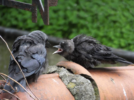 Hungry jackdaw