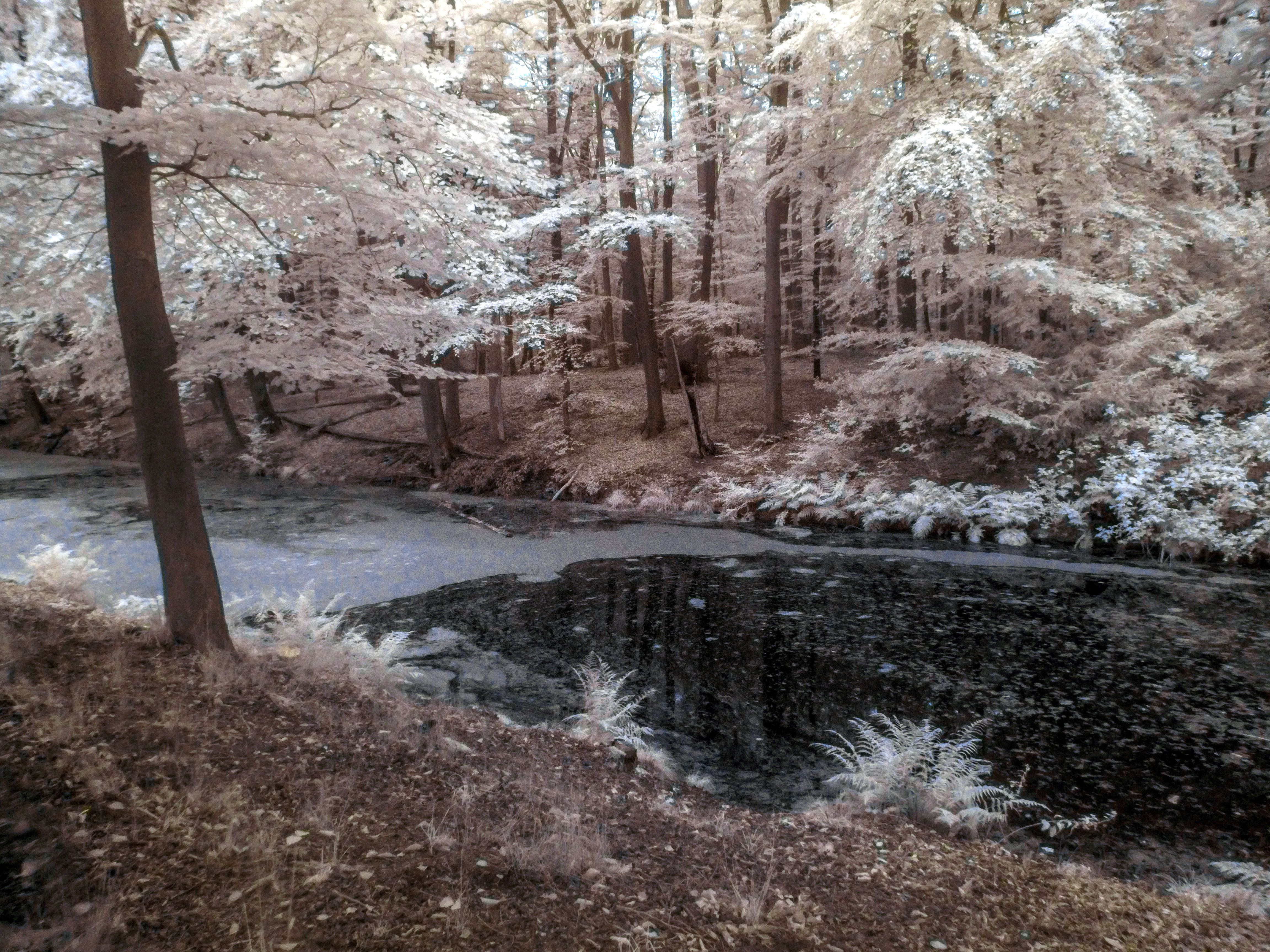 IR - Pond