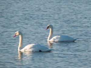 Swans