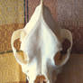 Boxer skull