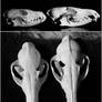 Fox skull comparison.