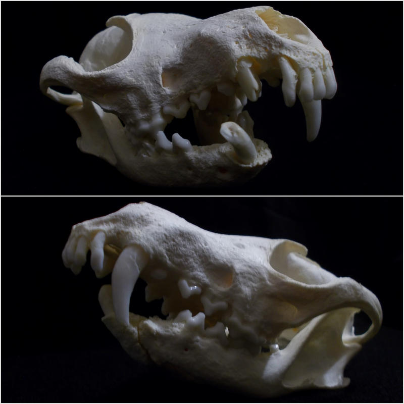Pathological Red Fox Skull By Taxidermossi On Deviantart Pathological Red Fox Skull By Taxidermossi On Deviantart