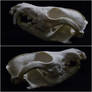 Pathological red fox skull II