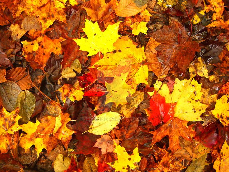 Color Montage by Liam32 on DeviantArt