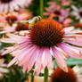 Echinacea Honey