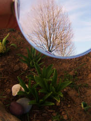 Mirror in the Garden