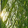 bamboo I