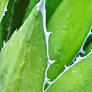 cactus leaf?