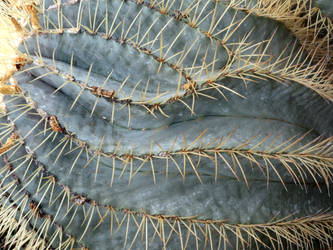 cactus VI