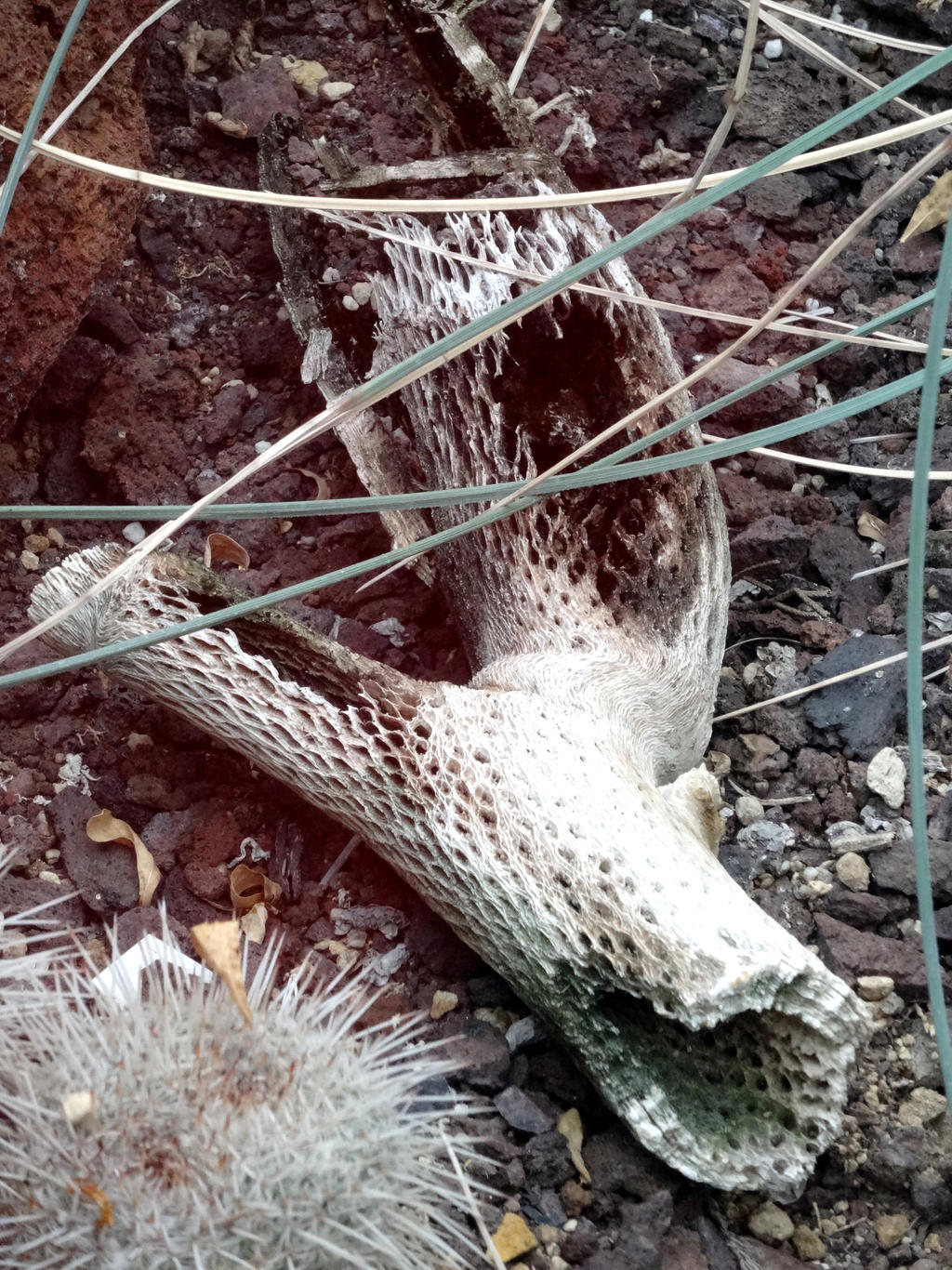 dead cactus?