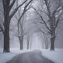 Snowy Road Through the Woods