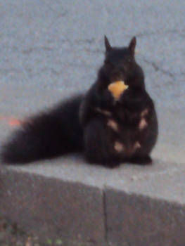 LOL. It's a Squirrel eating a piece of cheese