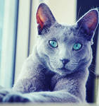 Blue Cat IV by DragonOfLust