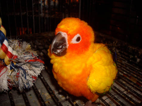 puff parrot 3