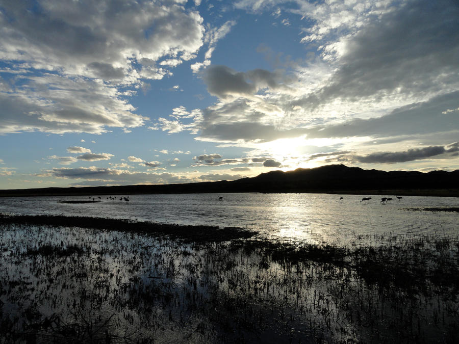 bosque del apache