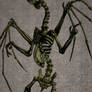 Draco anatomy - bones