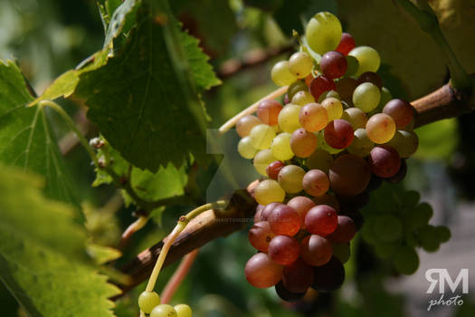 Uvas II