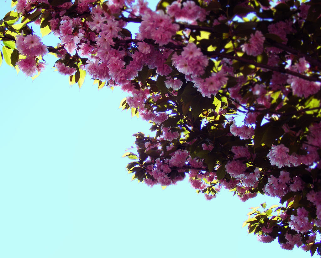 Flowered tree 4