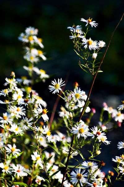 Final Blooms