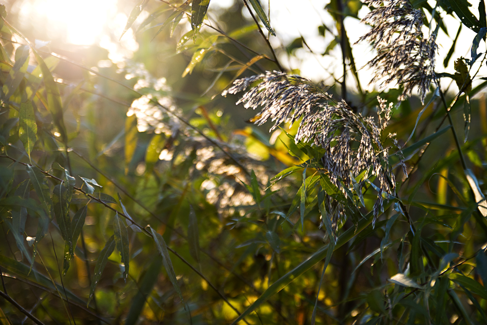 Tall grass