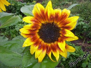 Wet Sunflower