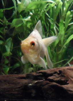 My Goldfish Erin