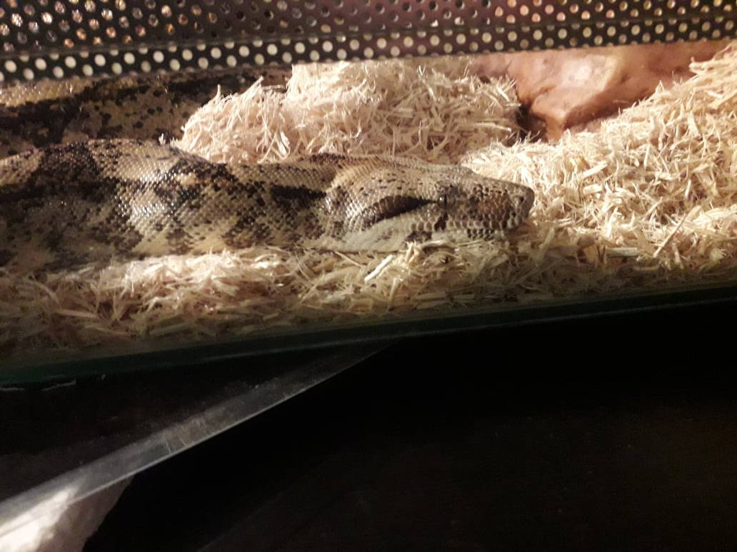 59455170_415568699280119_846181252210465