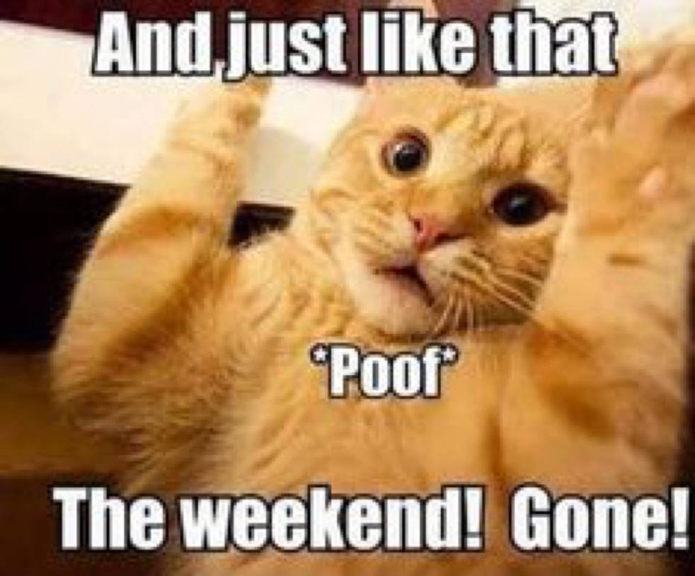 Bye weekend cat monday meme By Silaze123 On DeviantArt bye-weekend-cat-monday-meme-by-silaze123-on-deviantart