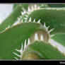 Shark teeth