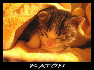 Raton