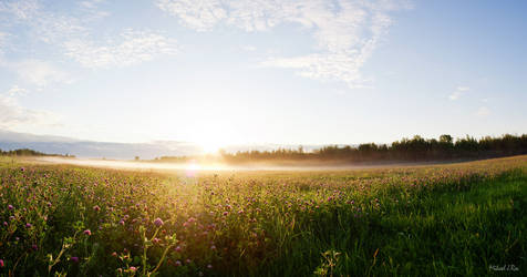 Foggy Sunrise