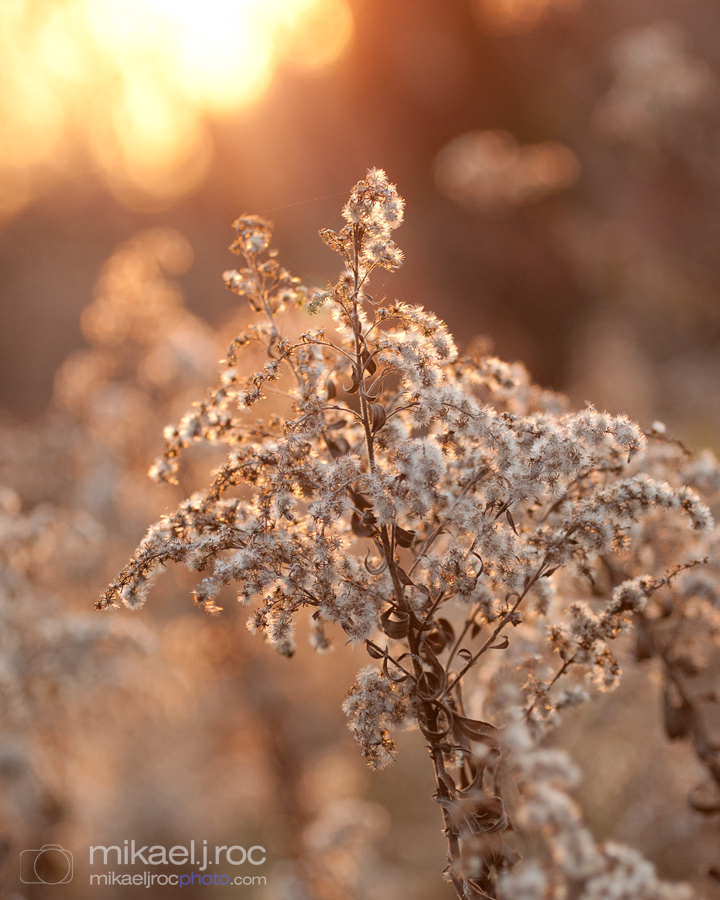 Autumn Goldenrod